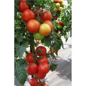 Атерон F1 - томат індентермінантний, 500 насінин, Moravo Seed, Чехія фото, цiна